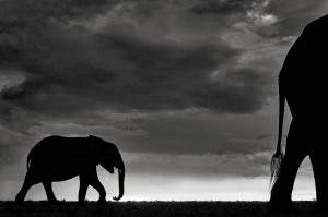 Elephant Dream - Partir - © Kyriakos Kaziras