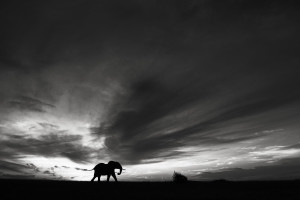 Elephant Dream - Clair de lune - © Kyriakos Kaziras