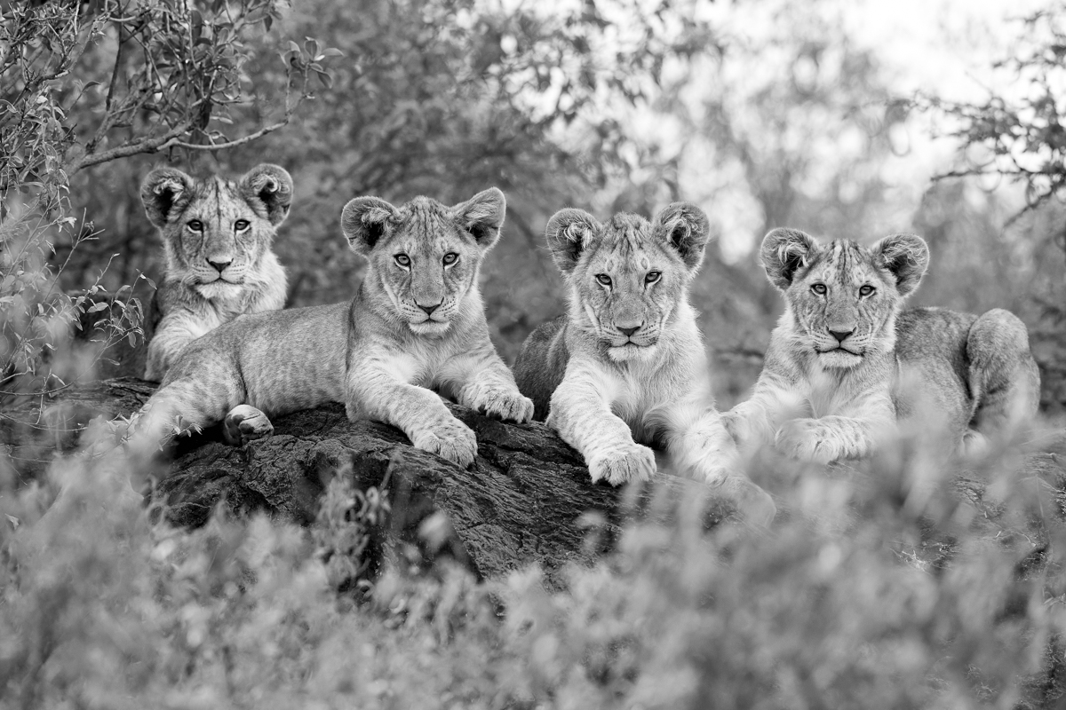 AFRICA LIONS - LES AFFREUX - © Kyriakos Kaziras