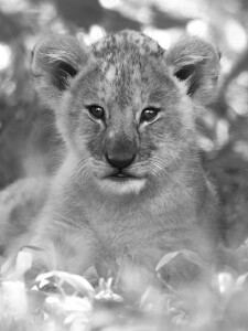 AFRICA LIONS - PETITE PRINCESSE - © Kyriakos Kaziras
