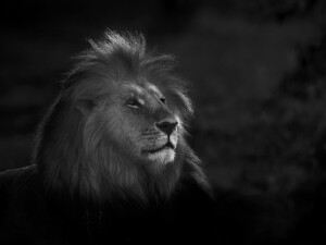 AFRICA LIONS - PROUD - © Kyriakos Kaziras