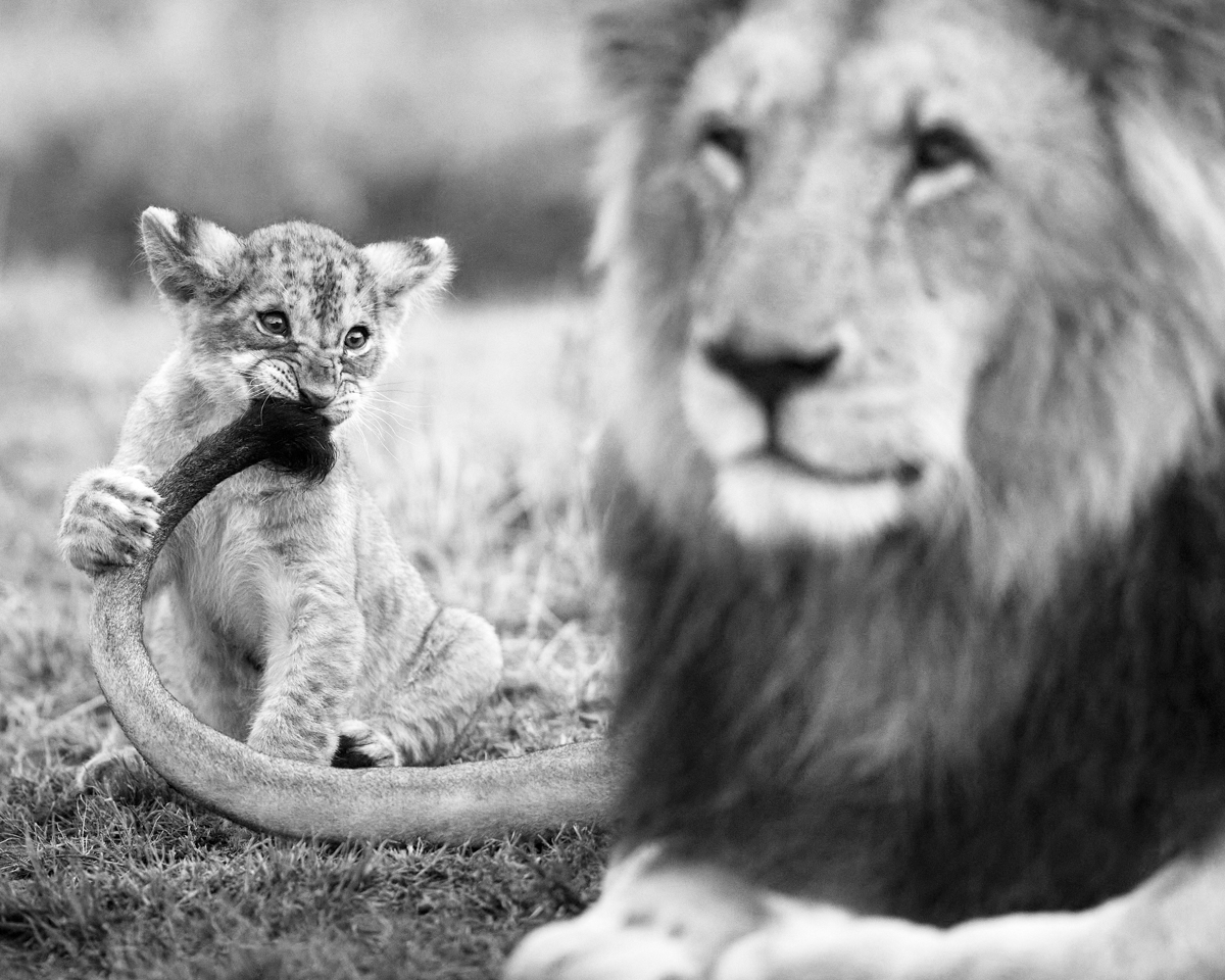 AFRICA LIONS - TALES OF AFRICA - © Kyriakos Kaziras